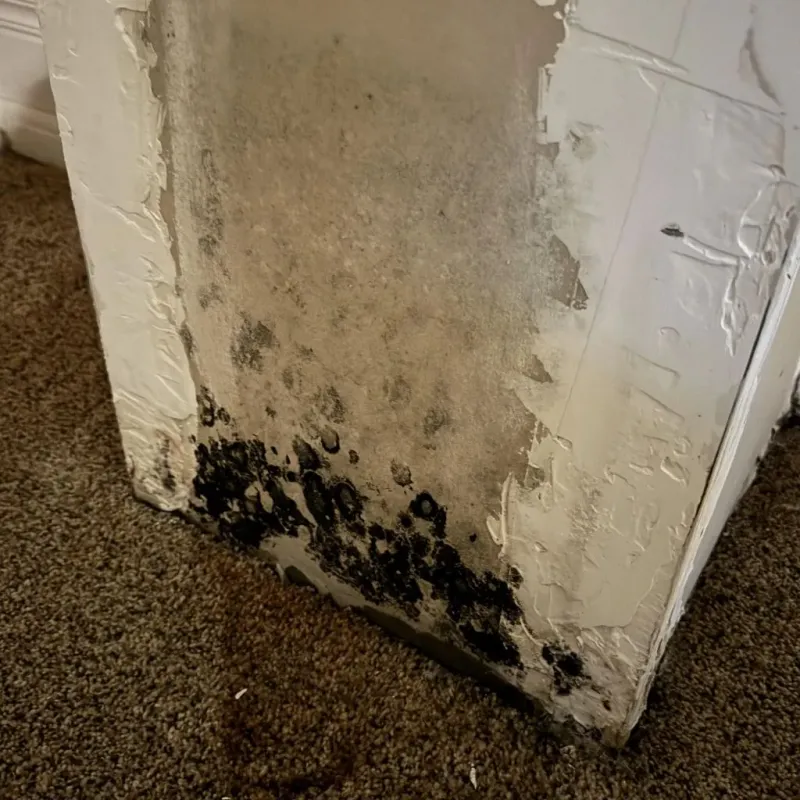 Professional Mold Removal in Iron County, UT
